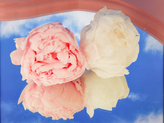 STILLA Introduces Eternal Peonies: A Symphony of Everlasting Beauty