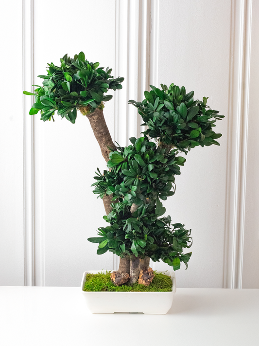 L’HARMONIE - Preserved Ficus Bonsai
