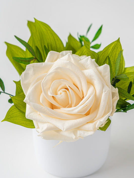 Blossom - Eternal Rose Arrangement - STILLA