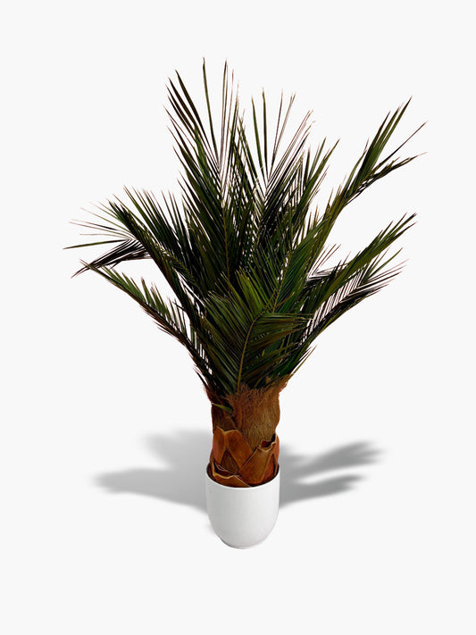 PALMEIRA Preserved Palm Tree