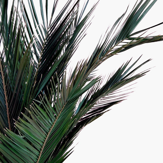 PALMEIRA - Preserved Palm Tree - STILLA