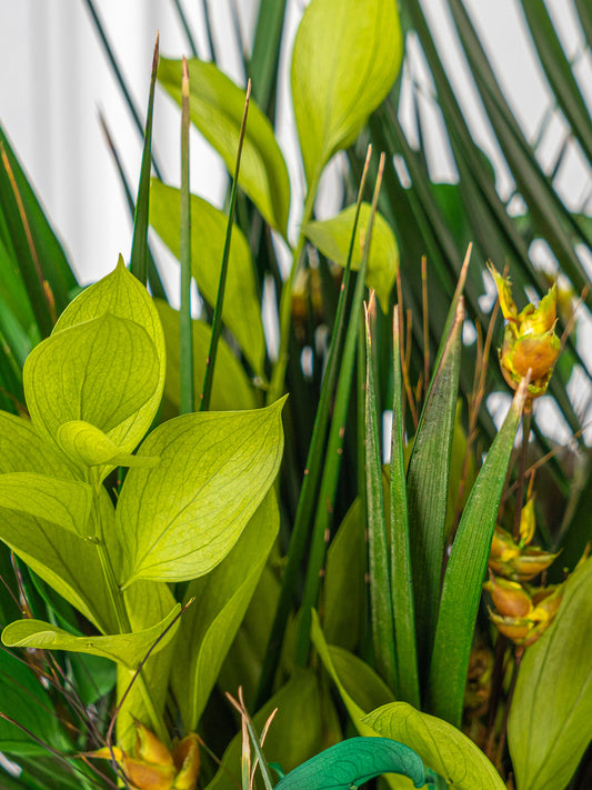 Peacock - Preserved Flower Arrangement - STILLA