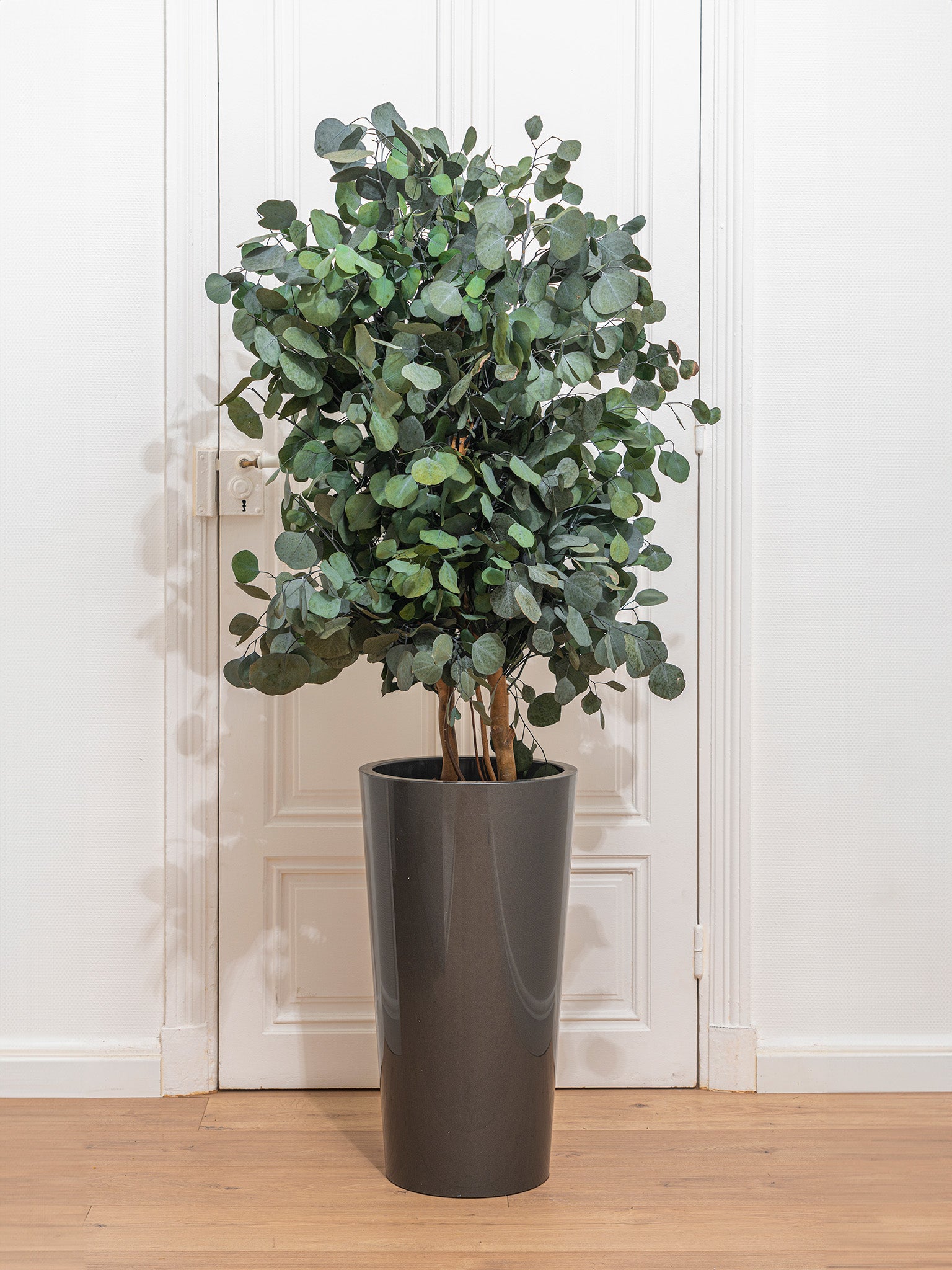 eucalyptus tree house plant SILVA