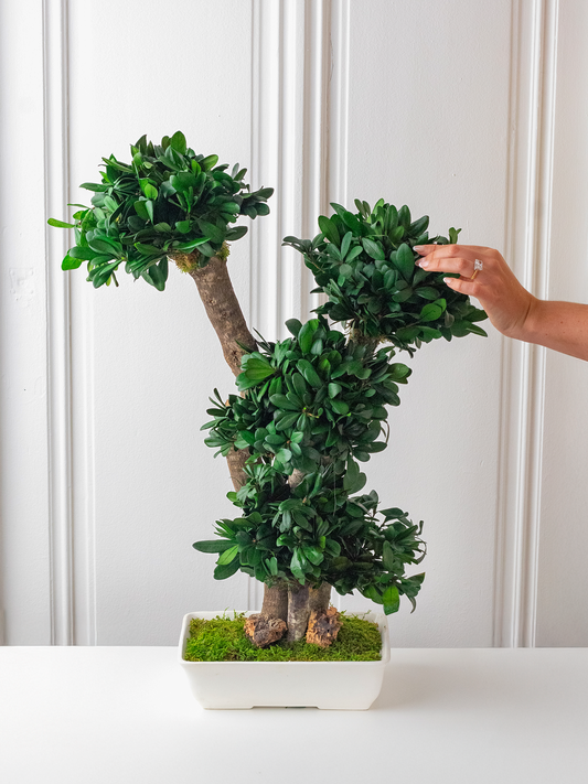 L’HARMONIE - Preserved Ficus Bonsai