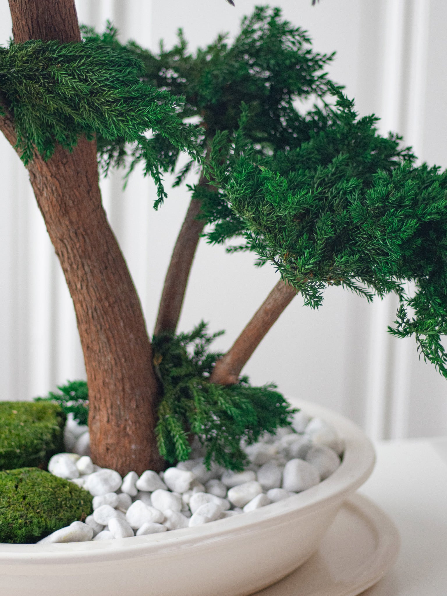 preserved bonsai trees L'ETERNEL