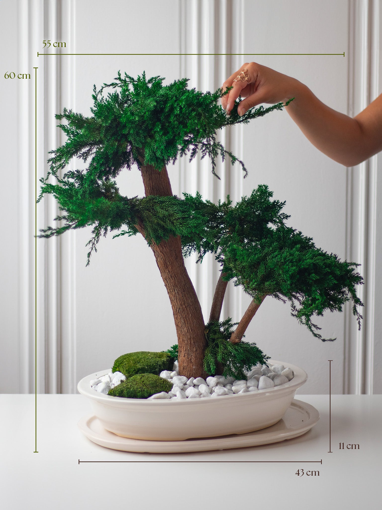 preserved bonsai tree L'ETERNEL