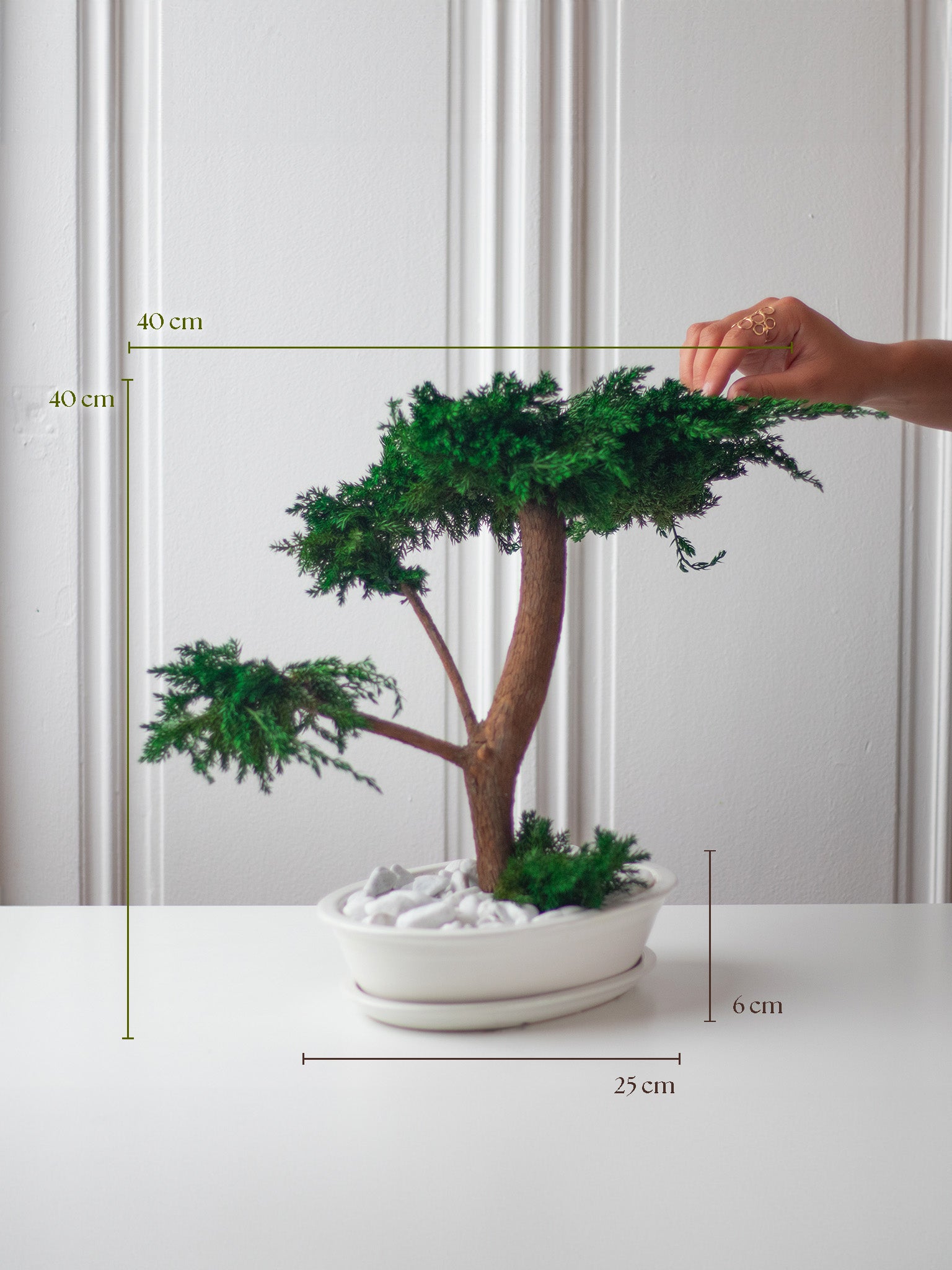 preserved bonsai tree L'ETERNEL