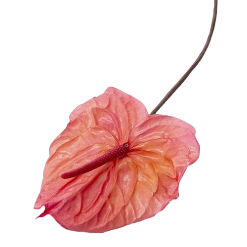 Anthurium