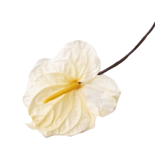 Anthurium