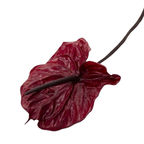 Anthurium