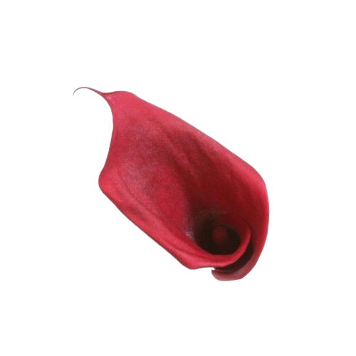 Calla Lilly