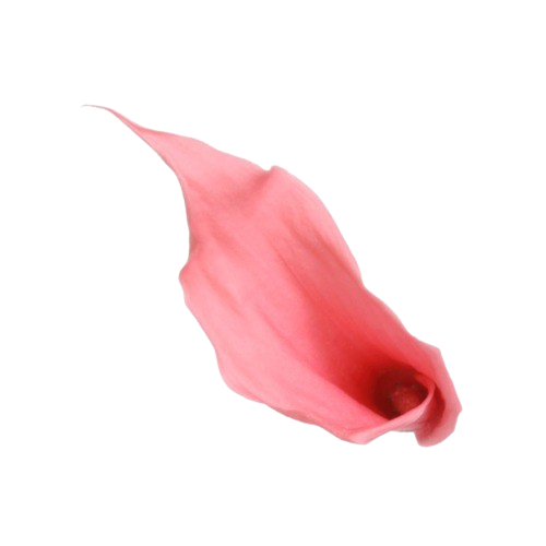 Calla Lilly