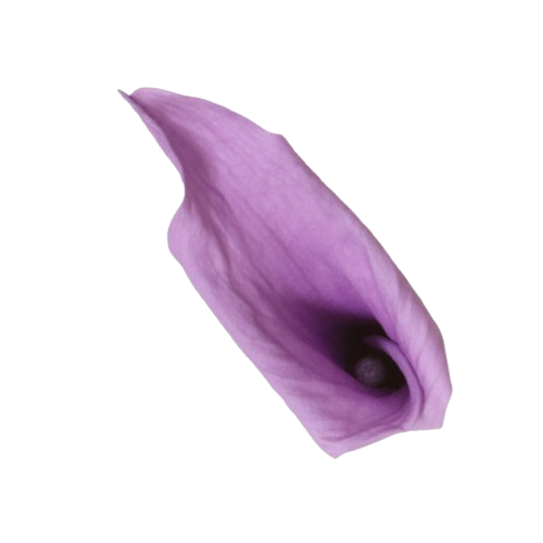 Calla Lilly