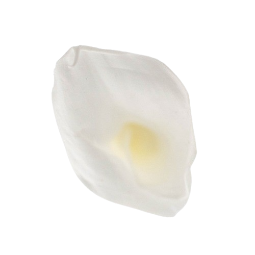 Calla Lilly
