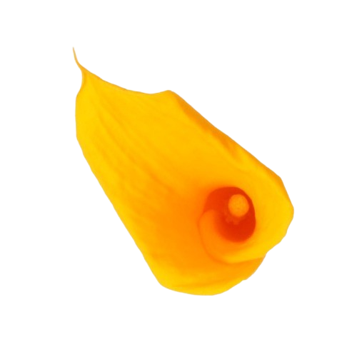 Calla Lilly
