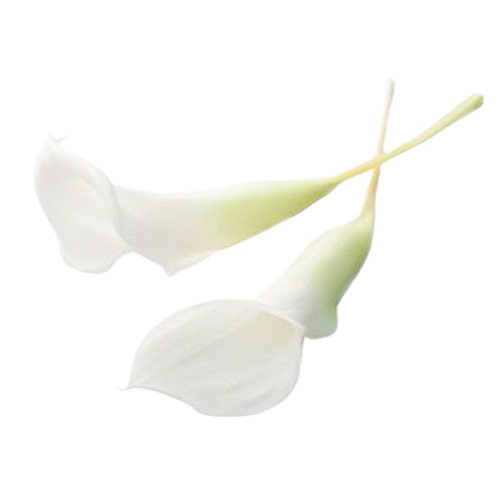Calla Lilly