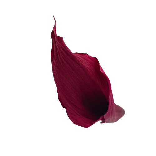 Calla Lilly