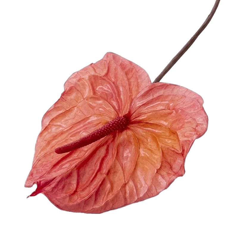 Preserved Blush Pink Anthurium by STILLA
