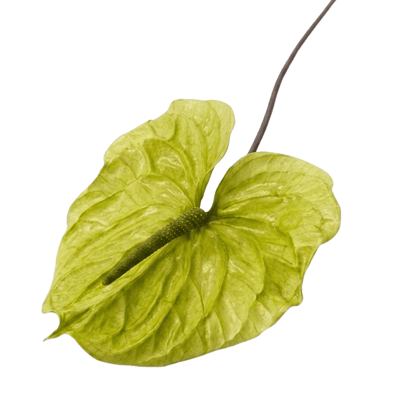 Preserved Green Anthurium by STILLA