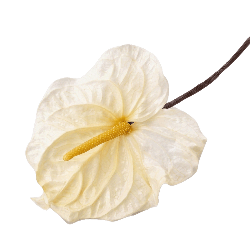 Preserved Natural White Anthurium by STILLA
