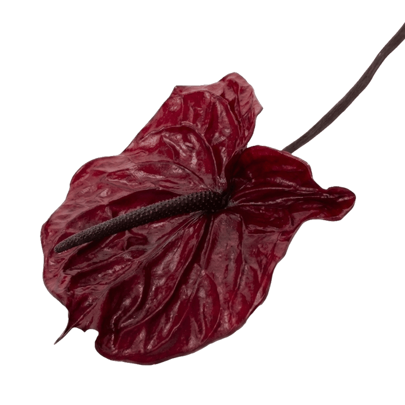 Preserved Wine Red Anthurium by STILLA