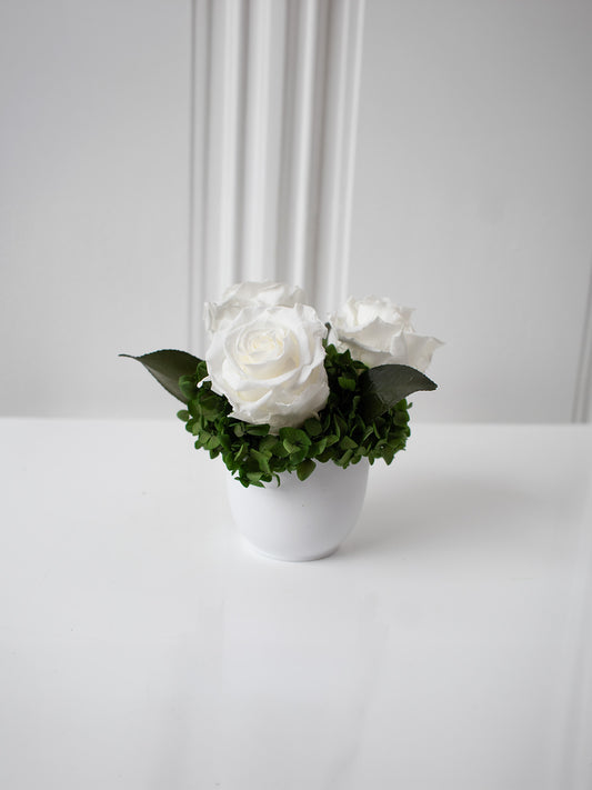 Symphony - Preserved Rose Arrangement