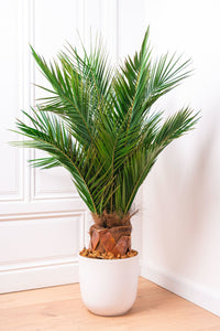 PALMEIRA Preserved eternal palm tree by STILLA